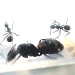 Królowa Camponotus Cruentatus wraz z robotnicami