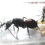 Królowa Camponotus Cruentatus wraz z robotnicami