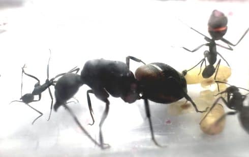 Królowa Camponotus Cruentatus wraz z robotnicami