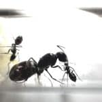 Camponotus Foreli