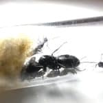 Królowa Camponotus japonicus z robotnicami