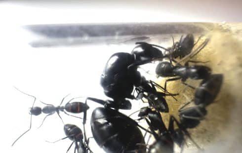 Królowa Camponotus japonicus z robotnicami w probówce