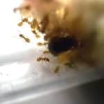 Kolonia Lasius flavus z robotnicami