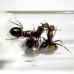 Camponotus nicobarensis 4Q