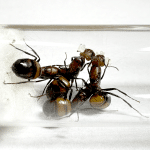 Camponotus nicobarensis 4Q