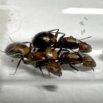 Camponotus nicobarensis 3Q