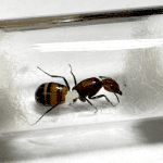 Camponotus nicobarensis Queen