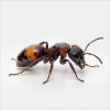 Camponotus nicobarensis