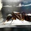 Camponotus barbaricus